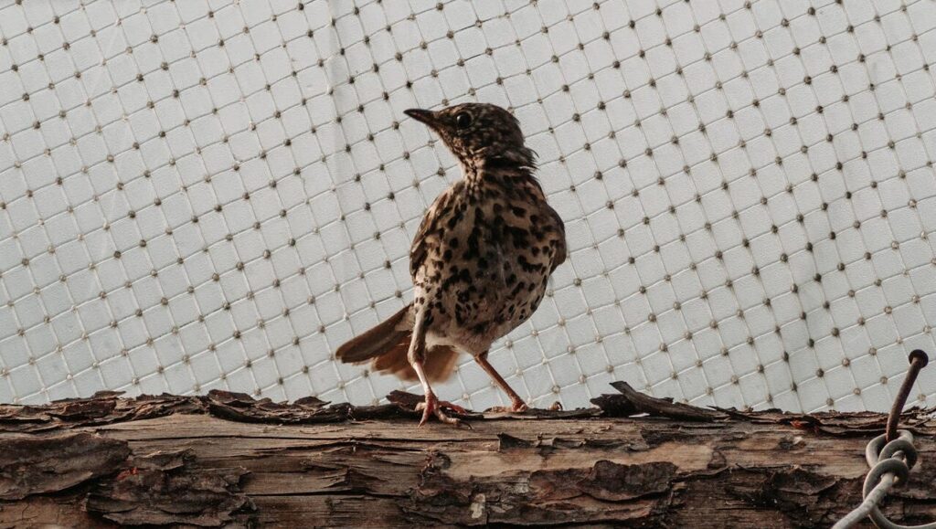 Close-up of a small spotted bird standing on a weathered log with a netted background.