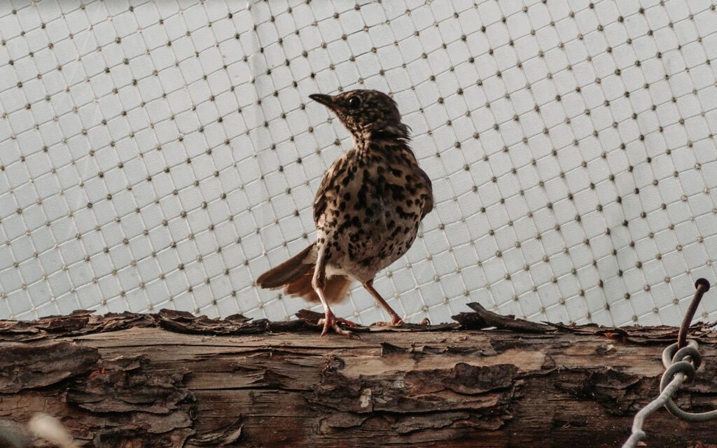 Close-up of a small spotted bird standing on a weathered log with a netted background.