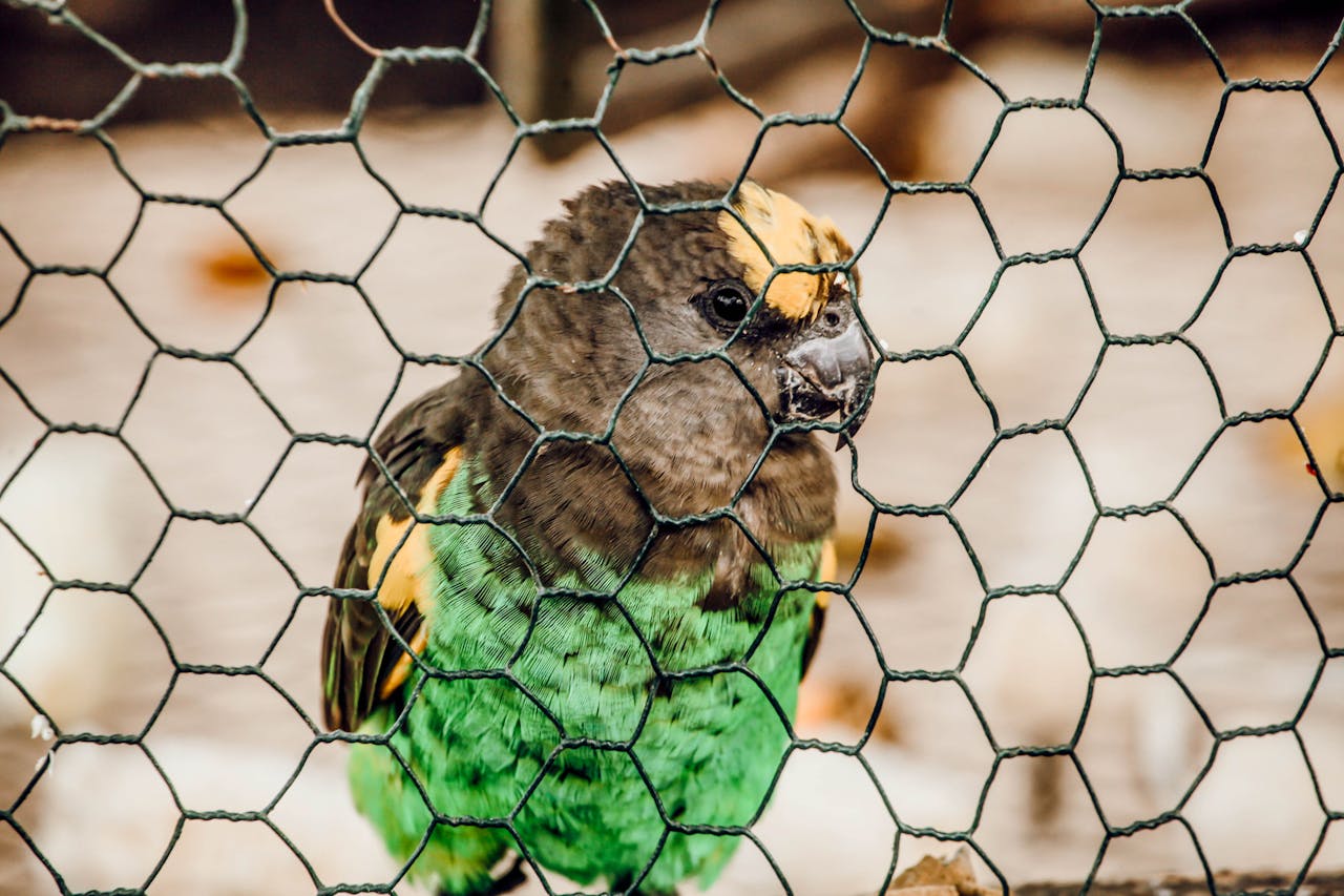 Senegal Parrot behind a wire fence in Tanzania, showcasing its vibrant green feathers.