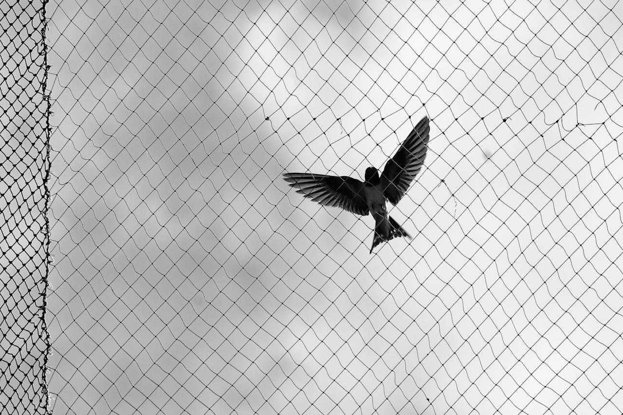 Monochrome photo of a bird trapped in netting against a cloudy sky.